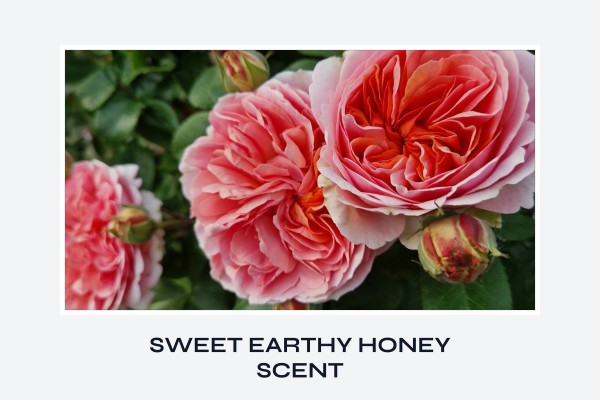 sweet earthy honey scent