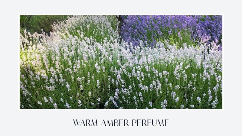warm amber perfume
